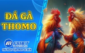 Đá gà Thomo trực tiếp tại hệ thống nhà cái F8bet